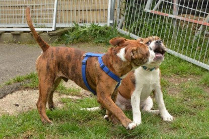 Continental Bulldogs Seeblickbulls Bilderalbum - Franz Hugo zu Besuch