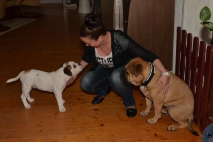 Continental Bulldogs Seeblickbulls Bilderalbum - Asgard zu Besuch