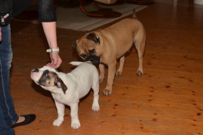 Continental Bulldogs Seeblickbulls Bilderalbum - Asgard zu Besuch