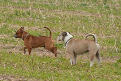 Continental Bulldogs Seeblickbulls Bilderalbum - Ausflug mit Dante