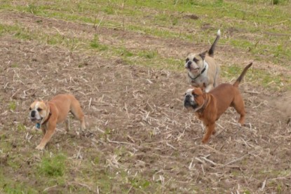 Continental Bulldogs Seeblickbulls Bilderalbum - Ausflug mit Dante