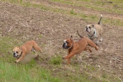 Continental Bulldogs Seeblickbulls Bilderalbum - Ausflug mit Dante