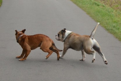 Continental Bulldogs Seeblickbulls Bilderalbum - Ausflug mit Dante