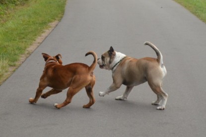 Continental Bulldogs Seeblickbulls Bilderalbum - Ausflug mit Dante