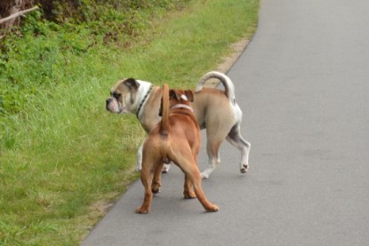 Continental Bulldogs Seeblickbulls Bilderalbum - Ausflug mit Dante