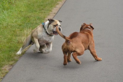 Continental Bulldogs Seeblickbulls Bilderalbum - Ausflug mit Dante