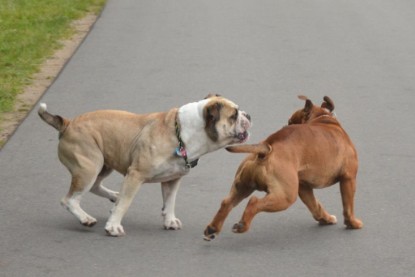 Continental Bulldogs Seeblickbulls Bilderalbum - Ausflug mit Dante