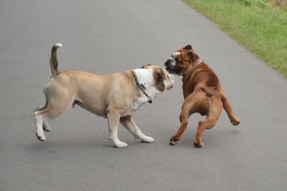 Continental Bulldogs Seeblickbulls Bilderalbum - Ausflug mit Dante