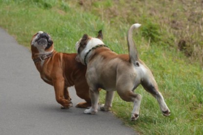 Continental Bulldogs Seeblickbulls Bilderalbum - Ausflug mit Dante