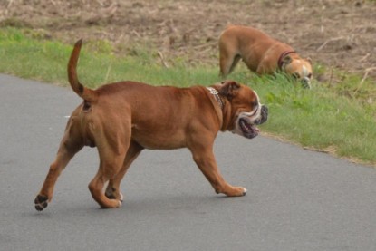 Continental Bulldogs Seeblickbulls Bilderalbum - Ausflug mit Dante