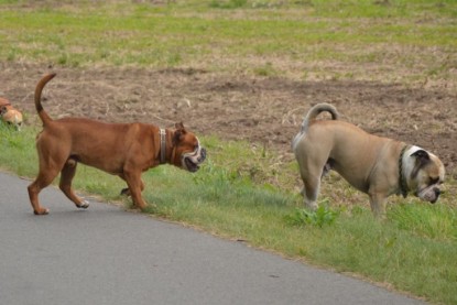 Continental Bulldogs Seeblickbulls Bilderalbum - Ausflug mit Dante