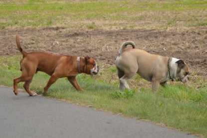 Continental Bulldogs Seeblickbulls Bilderalbum - Ausflug mit Dante