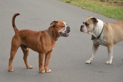 Continental Bulldogs Seeblickbulls Bilderalbum - Ausflug mit Dante