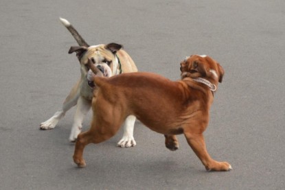 Continental Bulldogs Seeblickbulls Bilderalbum - Ausflug mit Dante