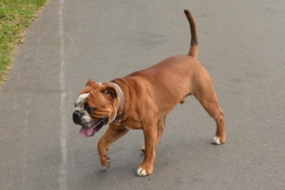 Continental Bulldogs Seeblickbulls Bilderalbum - Ausflug mit Dante