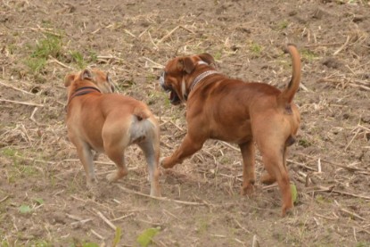 Continental Bulldogs Seeblickbulls Bilderalbum - Ausflug mit Dante