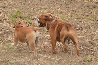 Continental Bulldogs Seeblickbulls Bilderalbum - Ausflug mit Dante