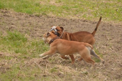 Continental Bulldogs Seeblickbulls Bilderalbum - Ausflug mit Dante