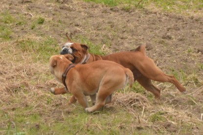 Continental Bulldogs Seeblickbulls Bilderalbum - Ausflug mit Dante