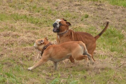 Continental Bulldogs Seeblickbulls Bilderalbum - Ausflug mit Dante