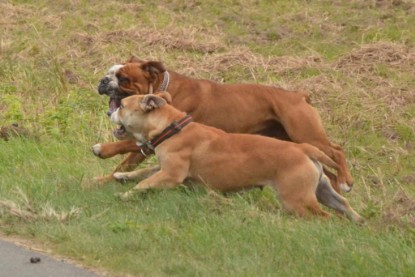 Continental Bulldogs Seeblickbulls Bilderalbum - Ausflug mit Dante