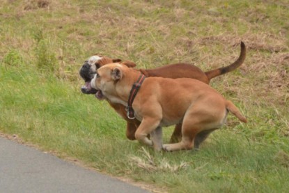 Continental Bulldogs Seeblickbulls Bilderalbum - Ausflug mit Dante