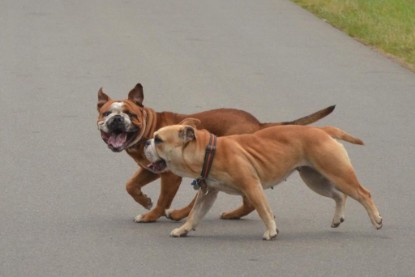 Continental Bulldogs Seeblickbulls Bilderalbum - Ausflug mit Dante