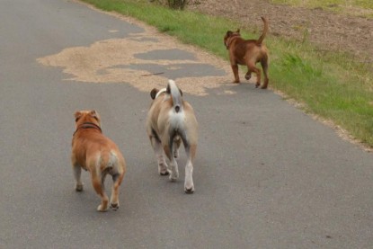 Continental Bulldogs Seeblickbulls Bilderalbum - Ausflug mit Dante