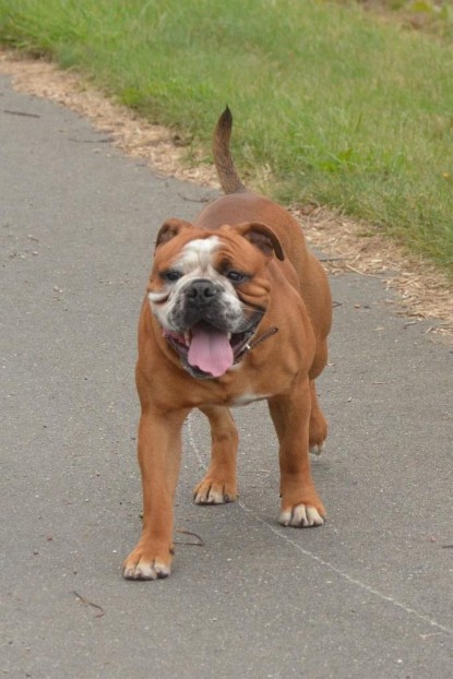 Continental Bulldogs Seeblickbulls Bilderalbum - Ausflug mit Dante