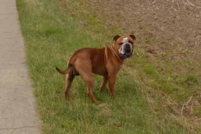 Continental Bulldogs Seeblickbulls Bilderalbum - Ausflug mit Dante