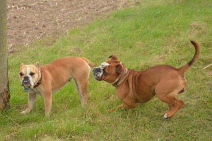 Continental Bulldogs Seeblickbulls Bilderalbum - Ausflug mit Dante