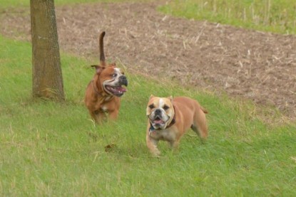 Continental Bulldogs Seeblickbulls Bilderalbum - Ausflug mit Dante