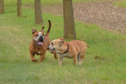 Continental Bulldogs Seeblickbulls Bilderalbum - Ausflug mit Dante