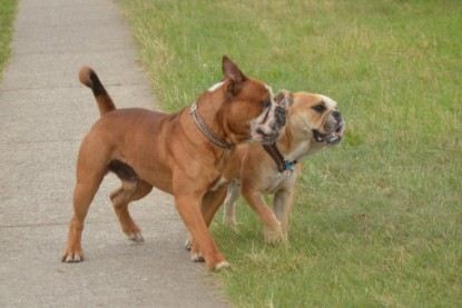 Continental Bulldogs Seeblickbulls Bilderalbum - Ausflug mit Dante