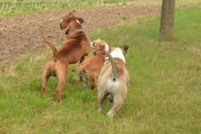 Continental Bulldogs Seeblickbulls Bilderalbum - Ausflug mit Dante