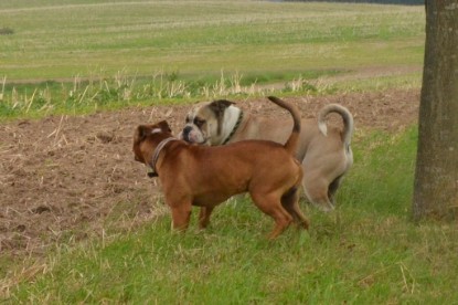 Continental Bulldogs Seeblickbulls Bilderalbum - Ausflug mit Dante