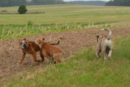 Continental Bulldogs Seeblickbulls Bilderalbum - Ausflug mit Dante