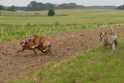 Continental Bulldogs Seeblickbulls Bilderalbum - Ausflug mit Dante