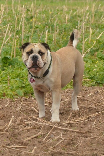 Continental Bulldogs Seeblickbulls Bilderalbum - Ausflug mit Dante