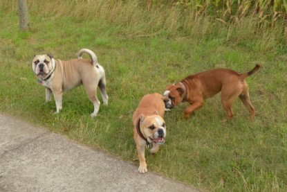 Continental Bulldogs Seeblickbulls Bilderalbum - Ausflug mit Dante