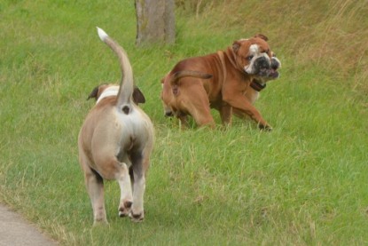 Continental Bulldogs Seeblickbulls Bilderalbum - Ausflug mit Dante