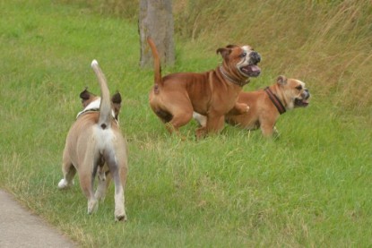 Continental Bulldogs Seeblickbulls Bilderalbum - Ausflug mit Dante