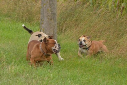 Continental Bulldogs Seeblickbulls Bilderalbum - Ausflug mit Dante