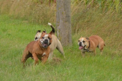 Continental Bulldogs Seeblickbulls Bilderalbum - Ausflug mit Dante