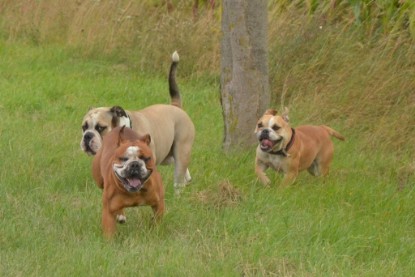 Continental Bulldogs Seeblickbulls Bilderalbum - Ausflug mit Dante