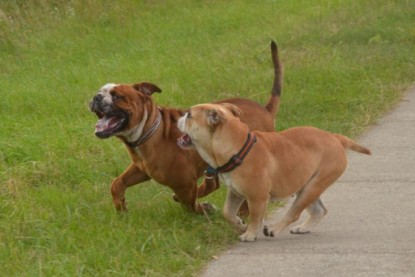 Continental Bulldogs Seeblickbulls Bilderalbum - Ausflug mit Dante