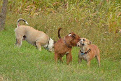 Continental Bulldogs Seeblickbulls Bilderalbum - Ausflug mit Dante