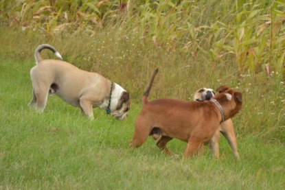 Continental Bulldogs Seeblickbulls Bilderalbum - Ausflug mit Dante