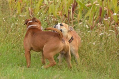 Continental Bulldogs Seeblickbulls Bilderalbum - Ausflug mit Dante