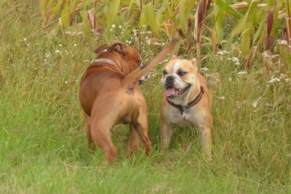 Continental Bulldogs Seeblickbulls Bilderalbum - Ausflug mit Dante